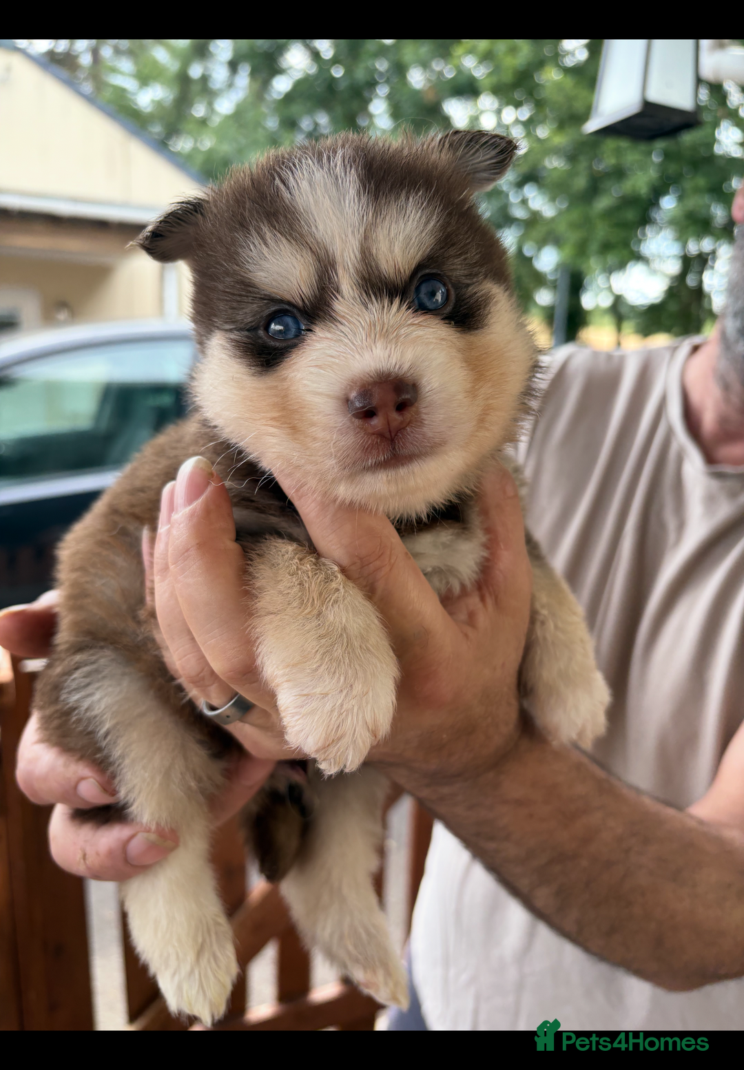 Pomsky dogs for sale: Champion bloodline f4 pomskys - Image 8