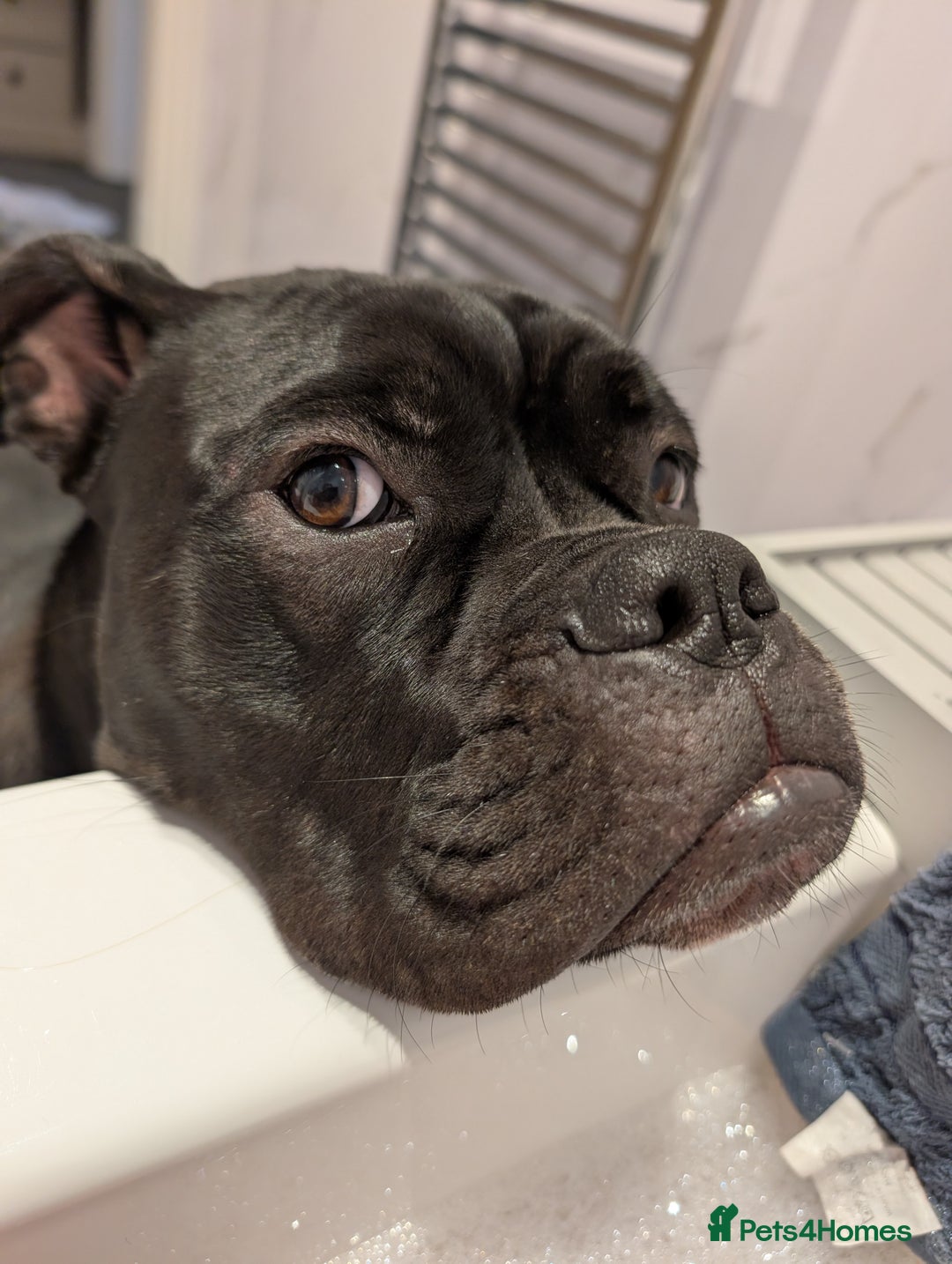 Old Tyme Bulldog dogs for sale: Female old tyme bulldog - Advert 7