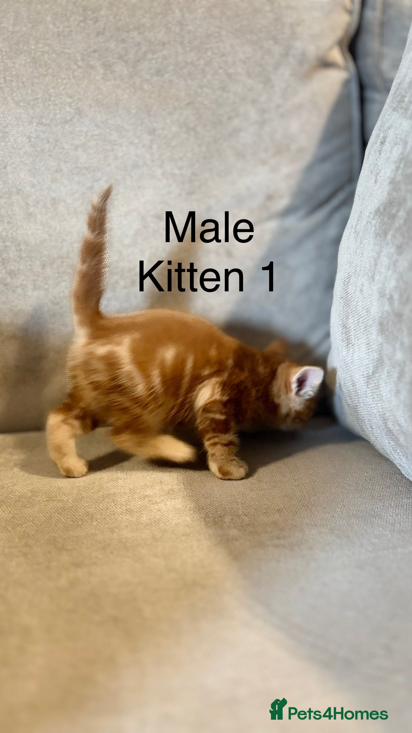 Mixed Breed cats 4 boys mum is a Bengal cross  - Advert 2