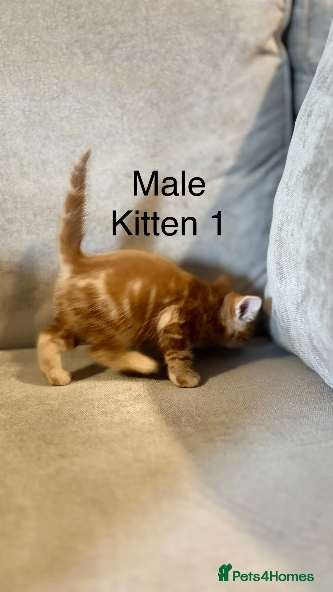 Mixed Breed cats for sale: 4 boys mum is a Bengal cross  - Advert 1