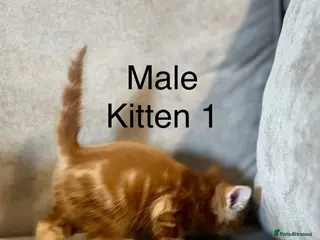 Mixed Breed cats 4 boys mum is a Bengal cross - Advert 2