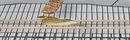 Canaries birds for sale: 1 female and 3 male canaries for sale in Aberdeen - Advert 2