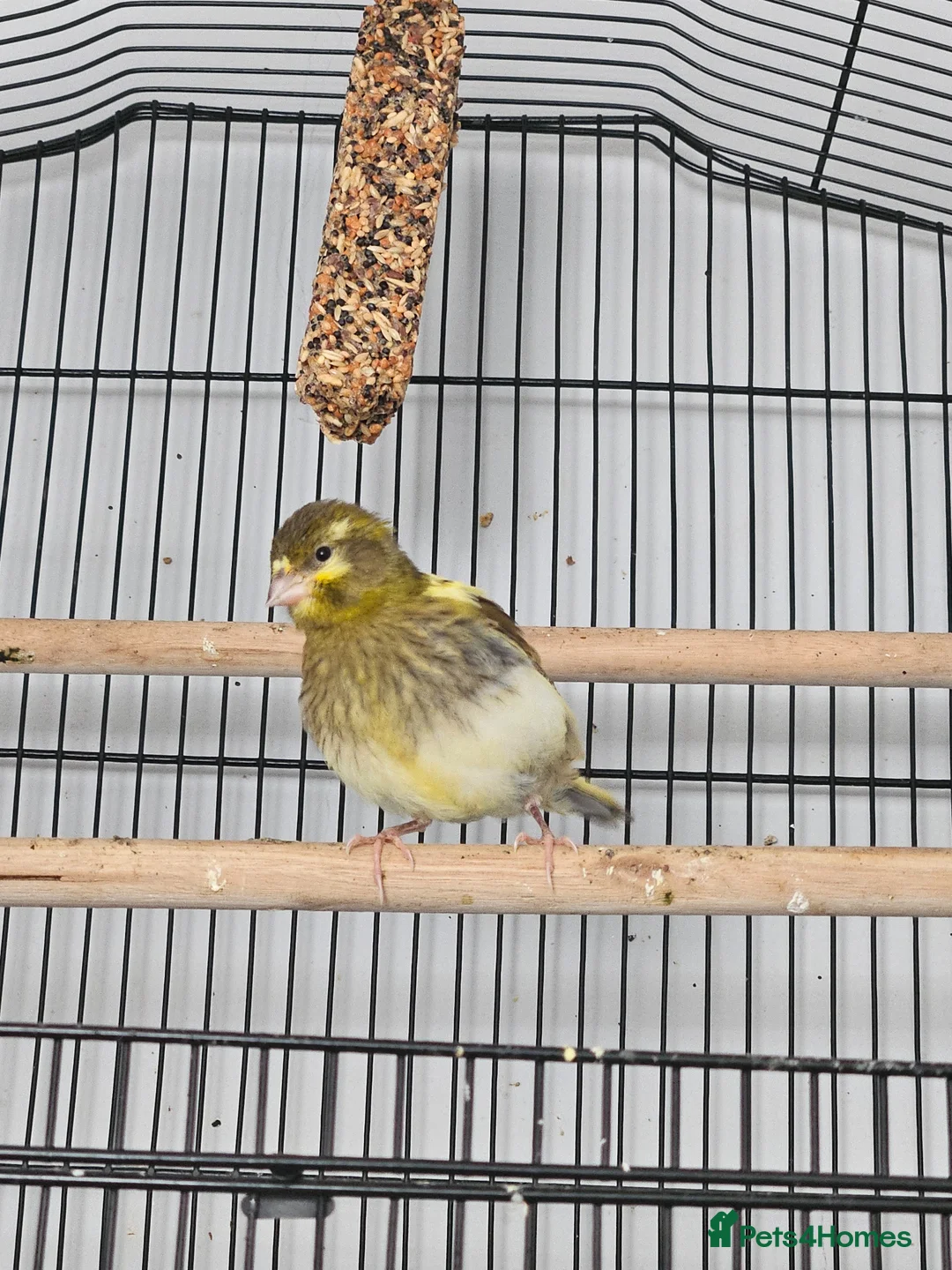 Canaries birds for sale: 1 female and 3 male canaries for sale in Aberdeen - Advert 2