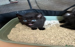 Mixed Breed cats for sale: Beautiful kittens ready for new homes now  - Image 5