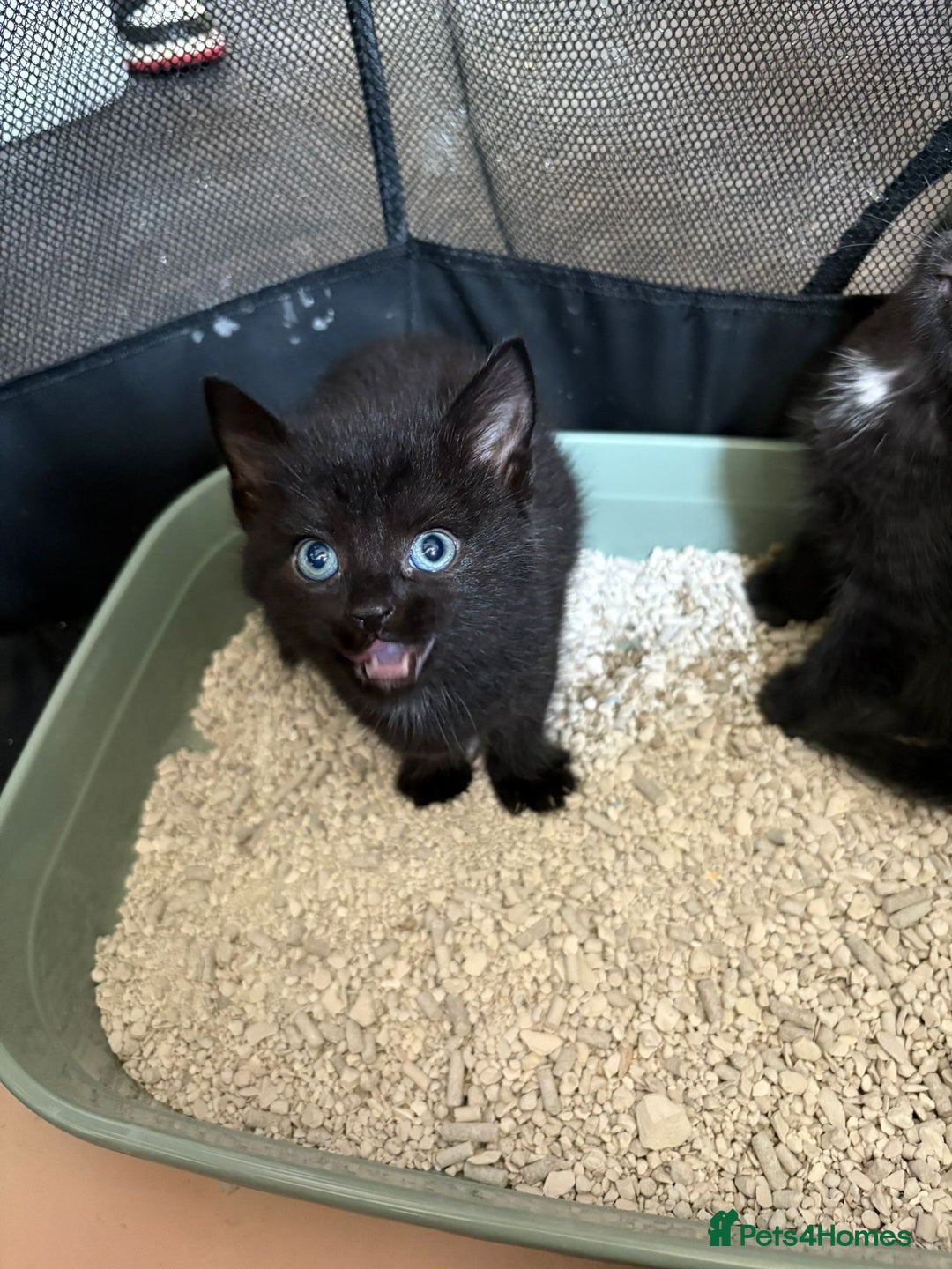 Mixed Breed cats for sale: Beautiful kittens ready for new homes now  - Image 5