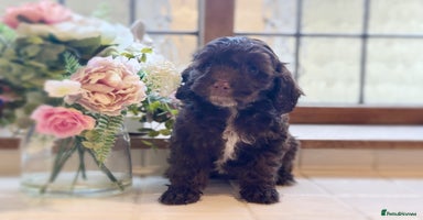 Cockapoo dogs - Advert 14