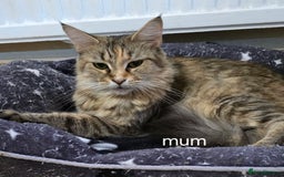 Maine Coon cats for sale: Maine coon kittens  - Image 31