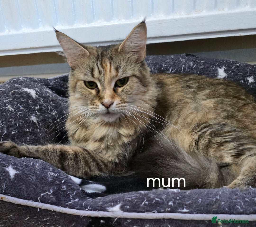 Maine Coon cats for sale: Maine coon kittens  - Image 31