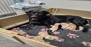 Labrador Retriever dogs Beautiful Labrador puppys  - Advert 3