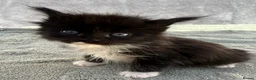 Maine Coon cats for sale: TICA Registered Maine Coon Kittens - Advert 9