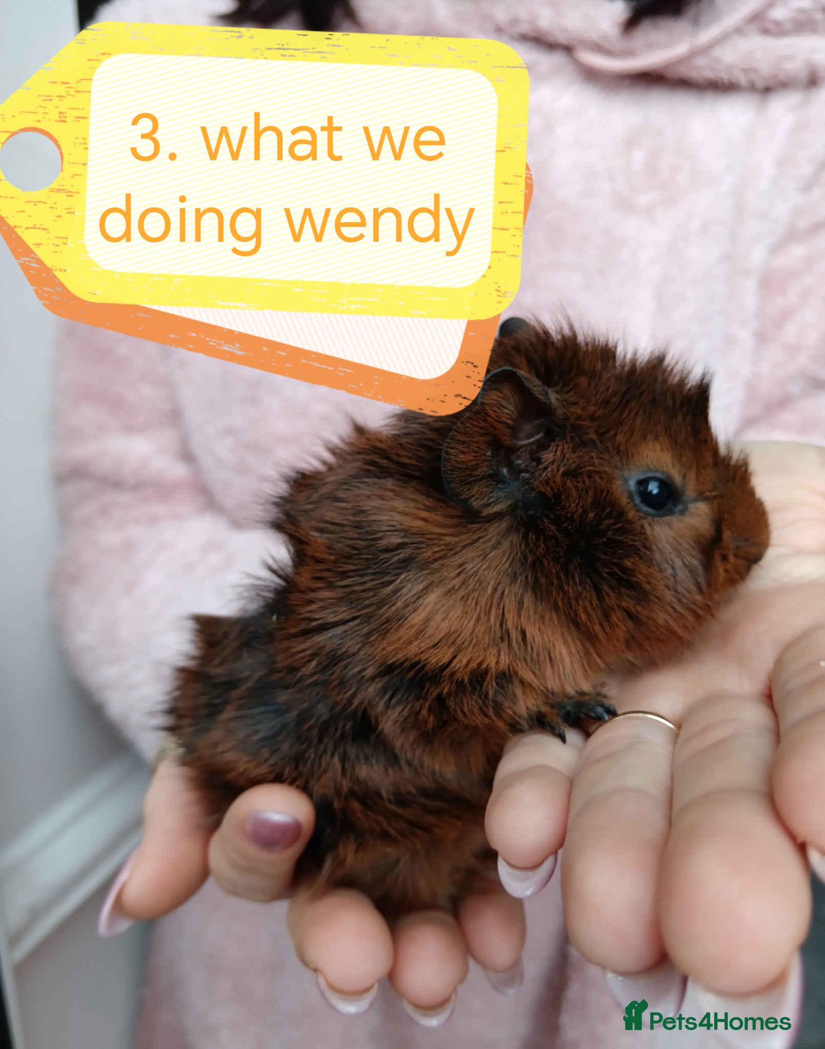 Guinea Pig rodents ♥️ Beautiful Abyssinian girl & boy guinea pigs ♥️ - Advert 16