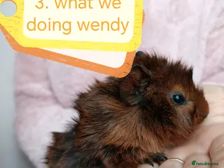 Guinea Pig rodents ♥️ Beautiful Abyssinian girl & boy guinea pigs ♥️ - Advert 16