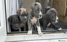 Cane Corso dogs for sale: Purebred Cane Corso puppies  - Image 17