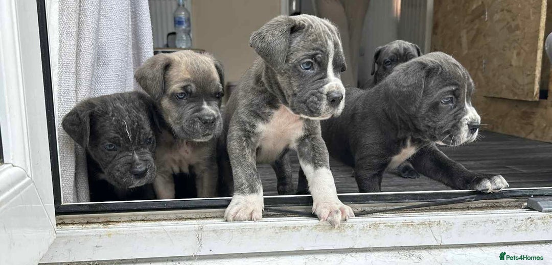 Cane Corso dogs for sale: Purebred Cane Corso puppies  - Image 17