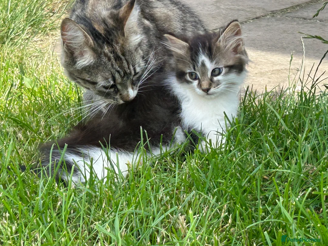 Mixed Breed cats for sale: Long haired kittens male and female  - Advert 1