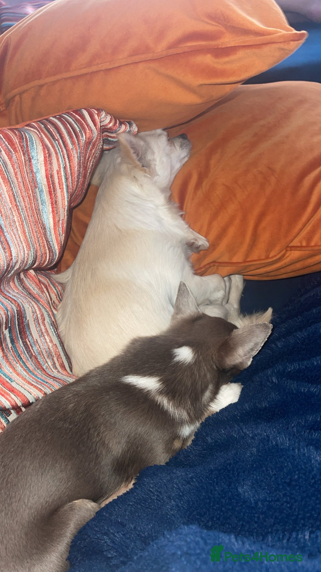 Chihuahua dogs for sale: Tony & pixie - Advert 13