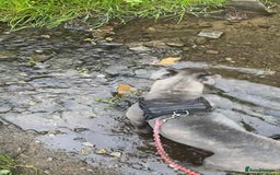 Cane Corso dogs for sale: Cane Corso girl  - Image 3