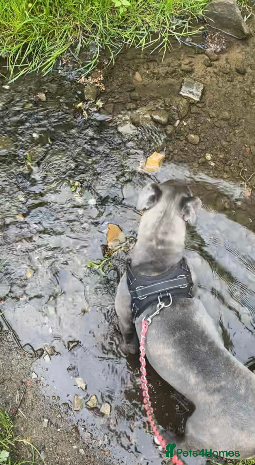 Cane Corso dogs for sale: Cane Corso girl  - Image 3