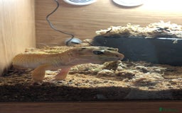 Leopard Gecko reptiles for sale: Leopard gecko and enclosure  - Image 2