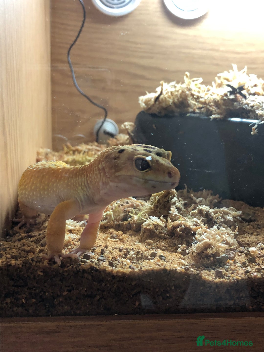 Leopard Gecko reptiles for sale: Leopard gecko and enclosure  - Image 2
