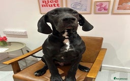 Great Dane dogs for sale: Puppy - Great Dane 5 months  - Image 3
