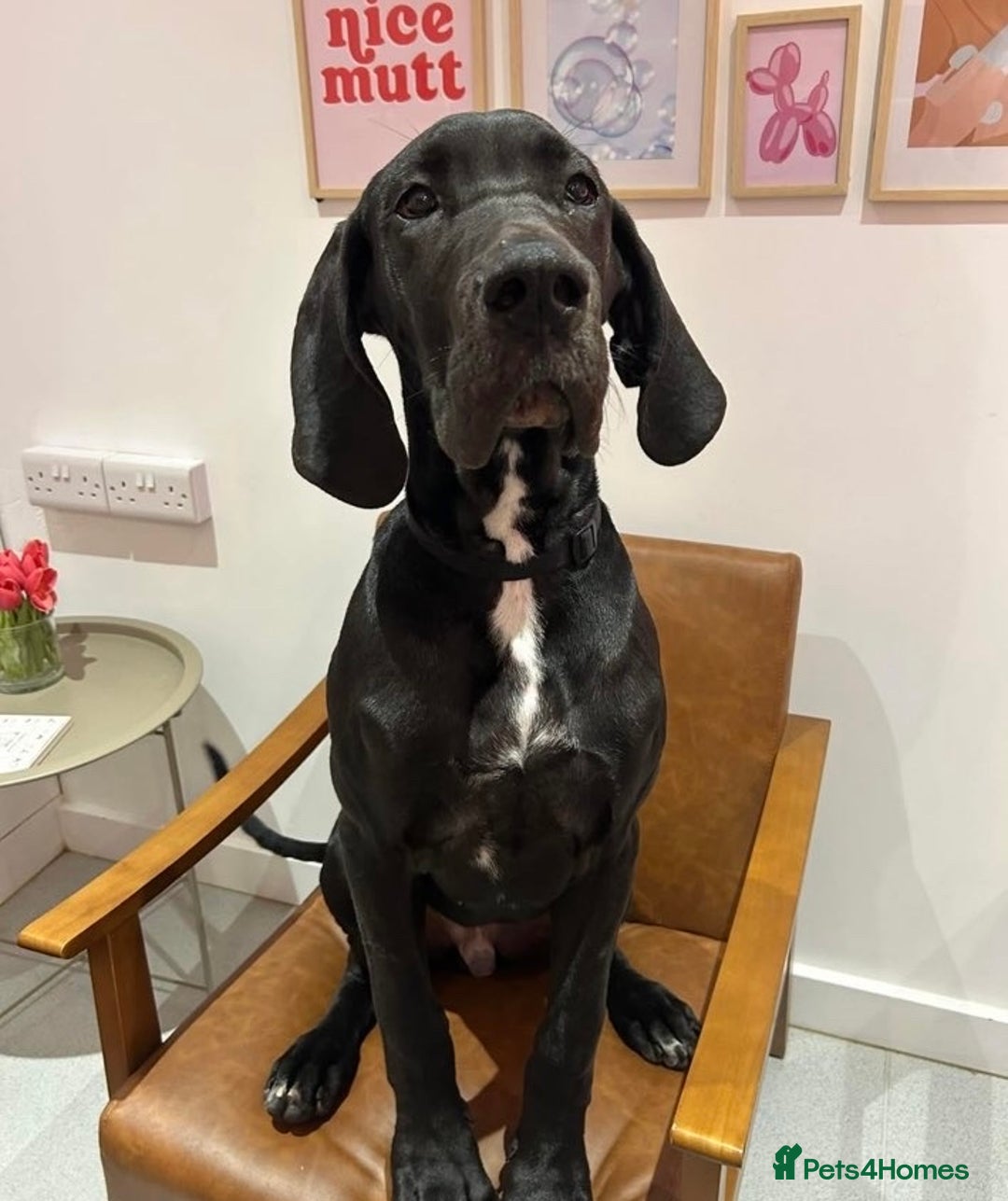 Great Dane dogs for sale: Puppy - Great Dane 5 months  - Image 3