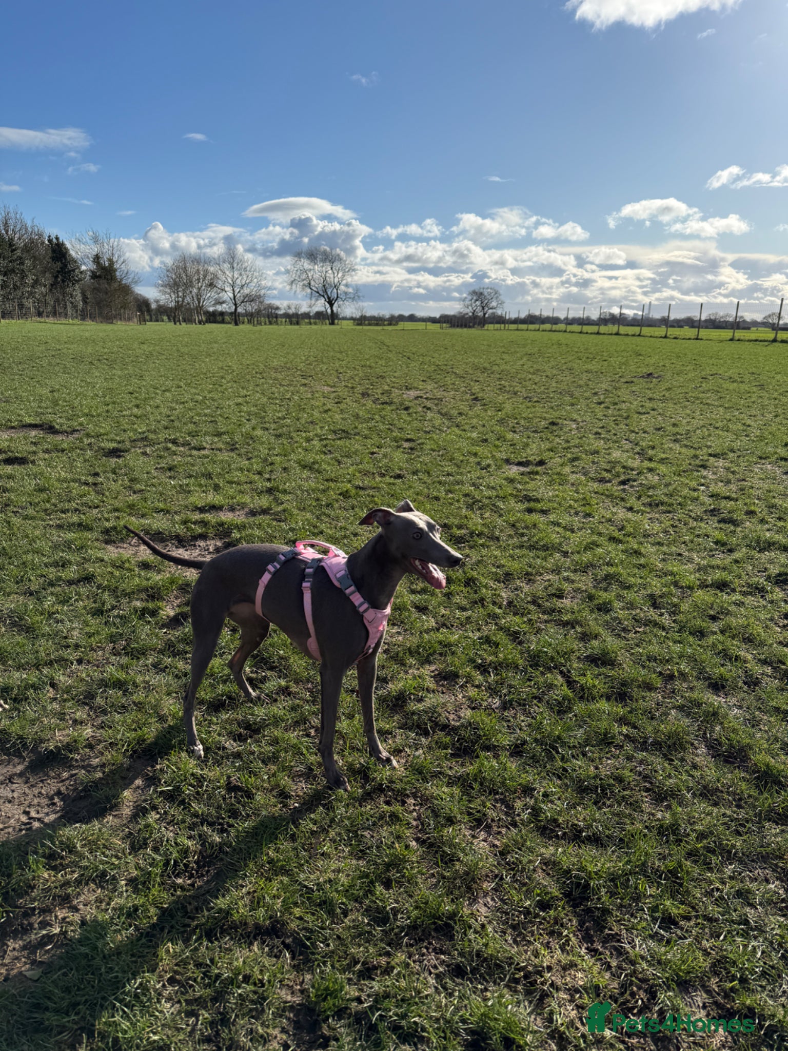 Whippet dogs COMING SOON - Advert 1