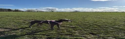 Whippet dogs for sale: COMING SOON - Advert 1