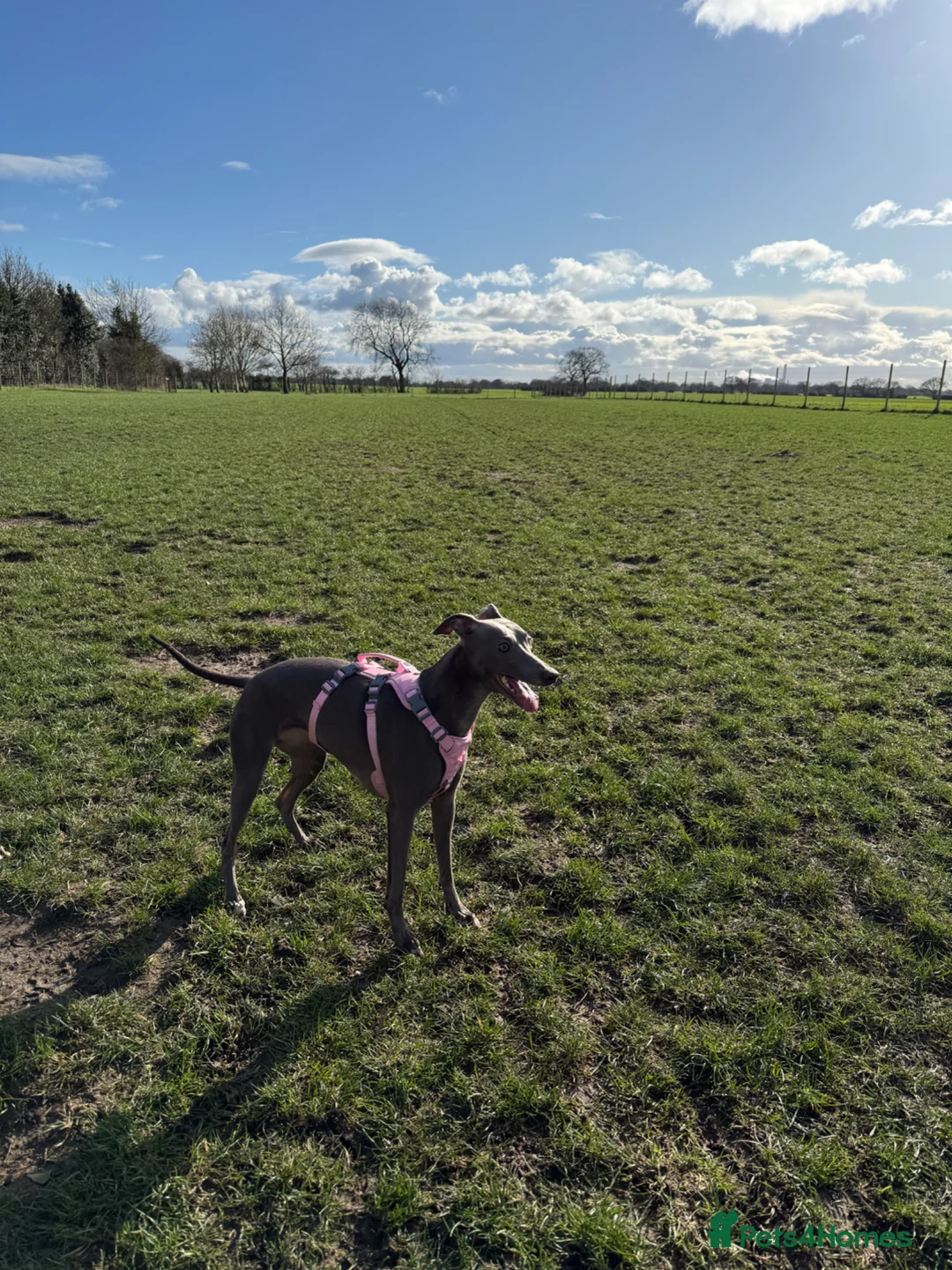 Whippet dogs for sale: COMING SOON - Advert 1