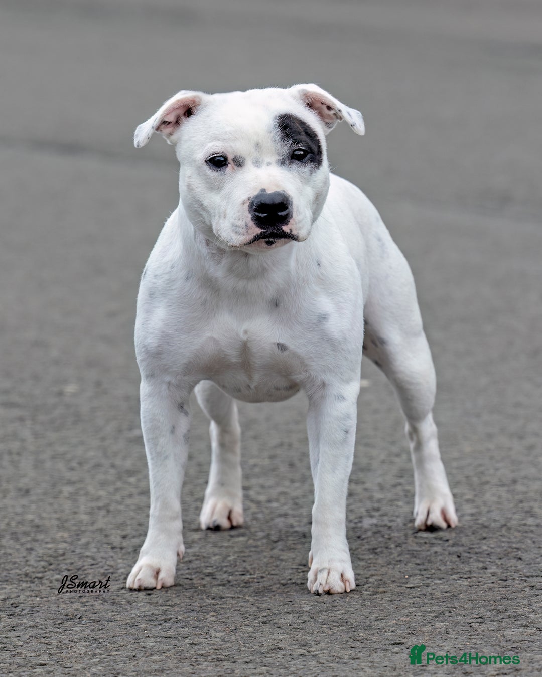Staffordshire Bull Terrier dogs for sale: ✨️Outstanding SBT puppies✨️ - Advert 12