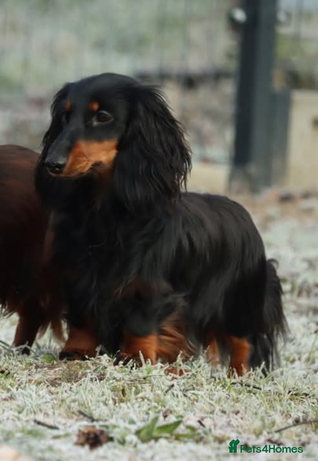Miniature Dachshund dogs for sale: Stunning  KC Reg Puppies,  Health Tested Parents - Advert 14