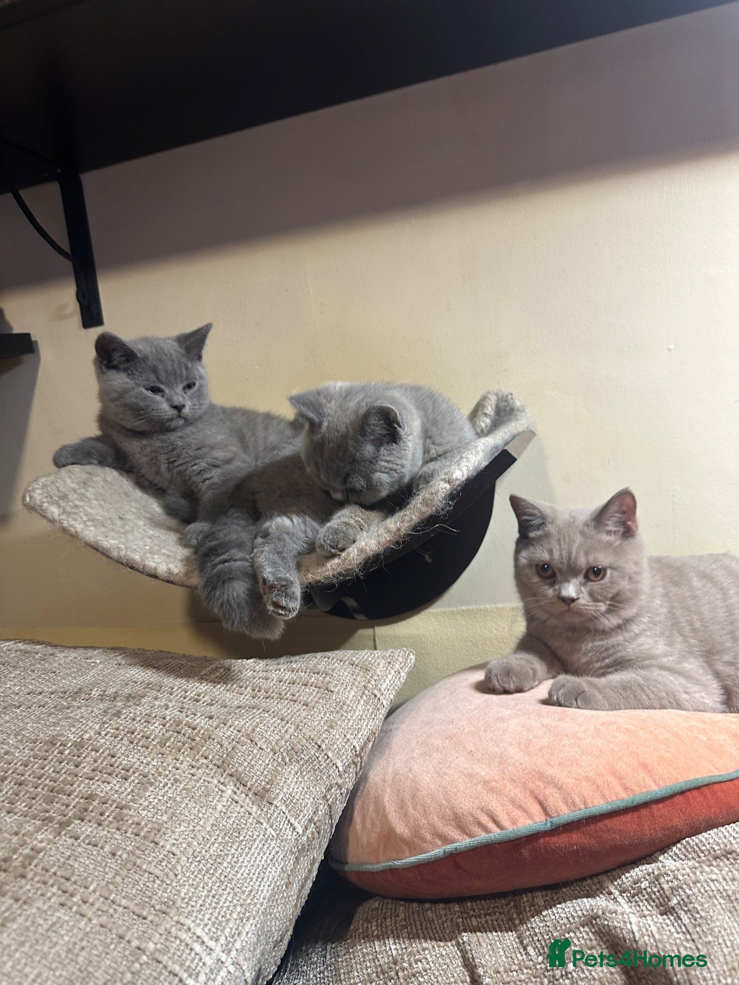 British Shorthair cats British Shorthair GCCF-registered Kittens  - Advert 2
