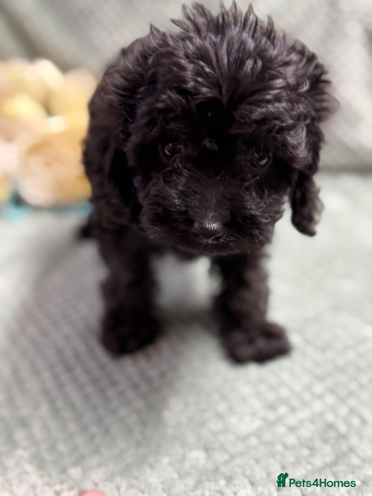 Cavapoo dogs Beautiful Cavapoo puppies - Advert 1