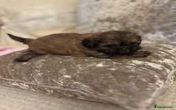 Shih Tzu dogs for sale: Shih Tzu puppies - Image 9