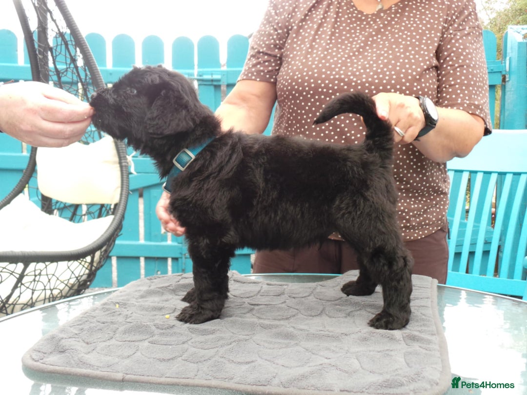 Russian Black Terrier dogs for sale: top russianblack terriers from champion bloodlines - Image 4