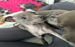 Italian Greyhound dogs for sale: Blue Italian greyhound - health tested lines  - Image 29