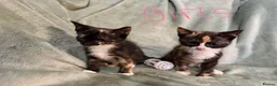 Mixed Breed cats for sale: 3 kittens looking for loving homes  - Advert 9