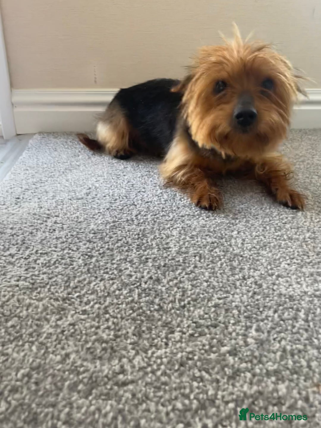Yorkshire Terrier dogs for sale: 💖one beautiful tiny girl left 💖 - Image 21