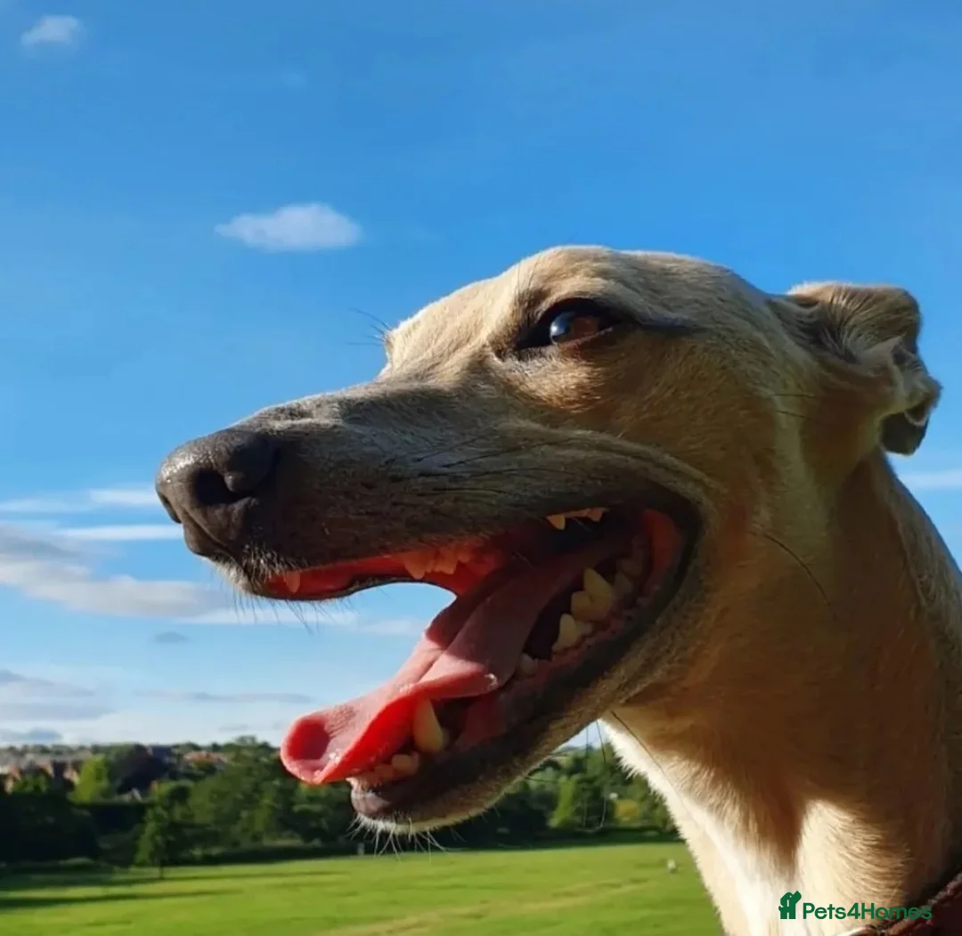 Whippet dogs for stud: Whippet for stud (KC reg; pedigree) Dorset. 20" in Sherborne - Advert 11