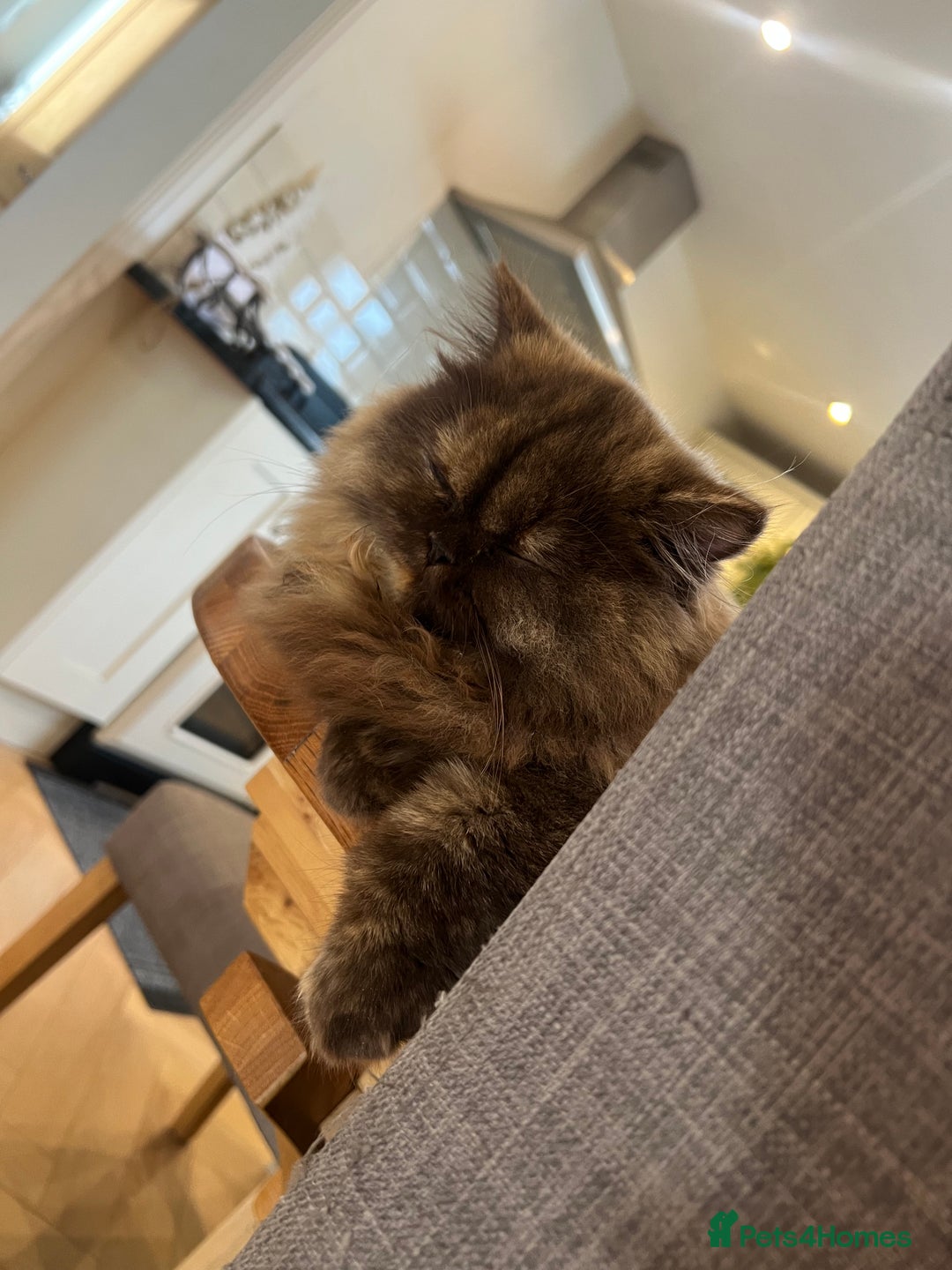 British Longhair cats for sale: Chocolate tortie British long hair kitten - Advert 3