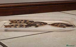 Tortoise reptiles for sale: Tortoise Hatchlings for sale - Image 4