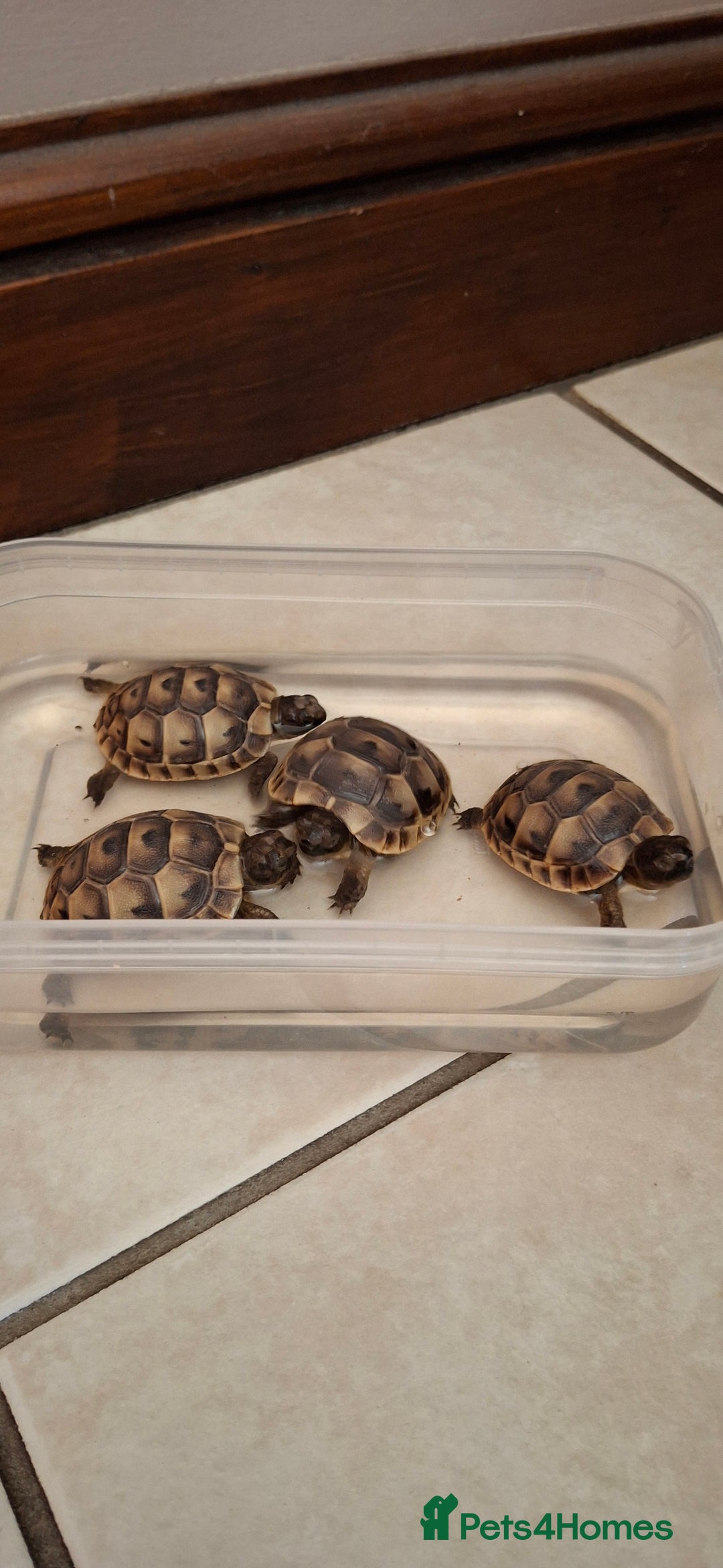 Tortoise reptiles for sale: Tortoise Hatchlings for sale - Image 4