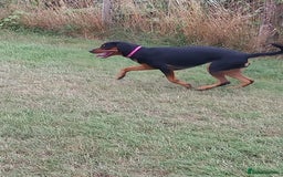 Mixed Breed dogs for adoption: Sky is looking for her forever home  - Image 4