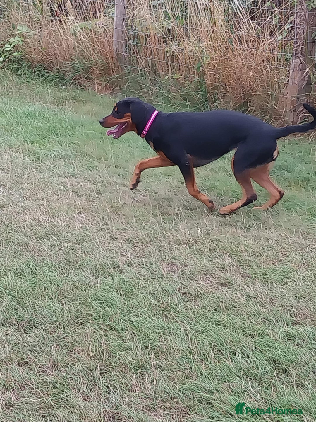 Mixed Breed dogs for adoption: Sky is looking for her forever home  - Image 4