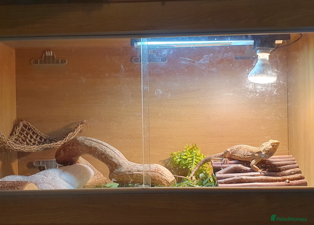 Bearded Dragon reptiles for sale: Bearded Dragon, beautiful female 3yrs old - Advert 4