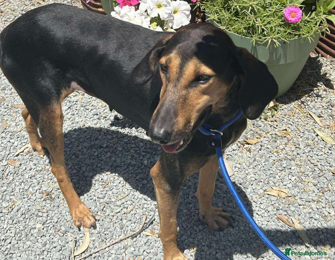 Mixed Breed dogs for adoption: Cinnamon needs a loving home  - Image 24
