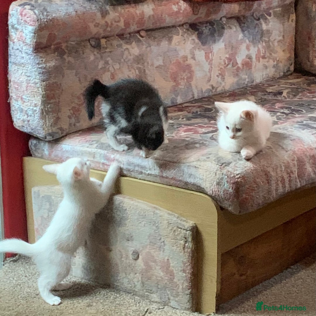 Mixed Breed cats for sale: Last two cuddly kittens - Image 12