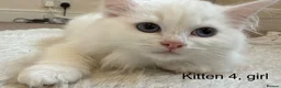Siberian cats for sale: Beautiful Blue-Eyed Siberian Kittens - Advert 14