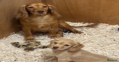 Cocker Spaniel dogs - Advert 3