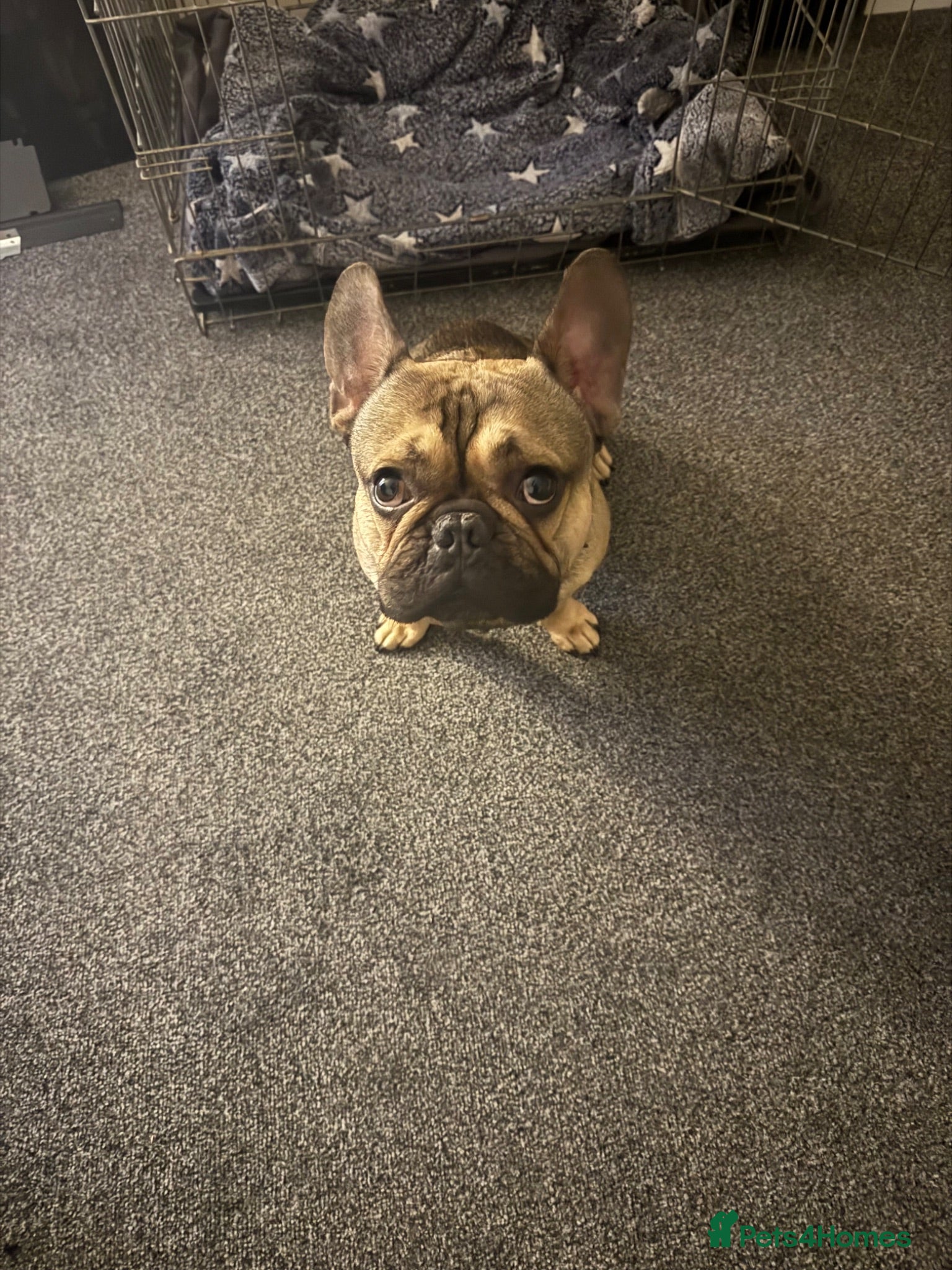 French Bulldog dogs French bulldog for sale £300 - Advert 16
